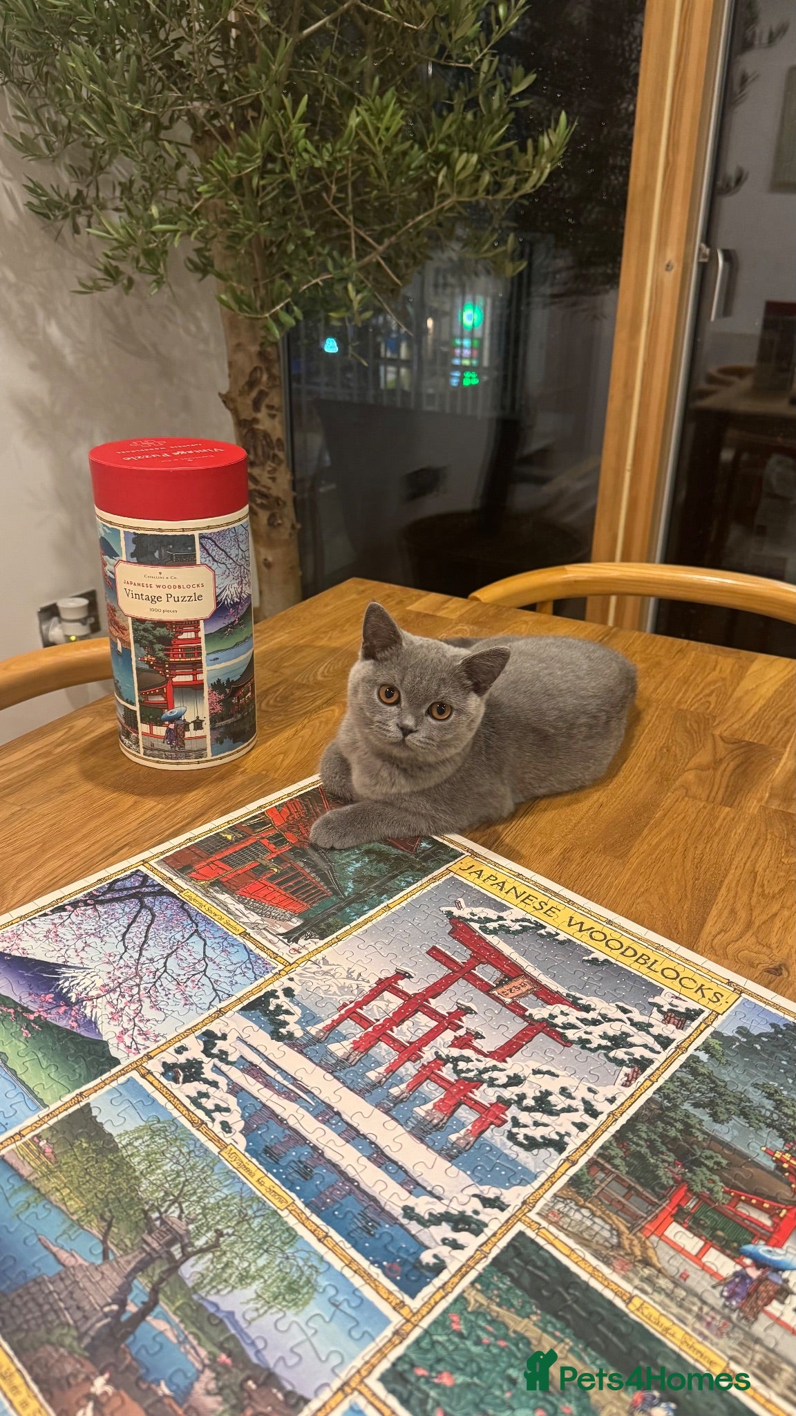 British Shorthair cats British Shorthair Kittens - Advert 1