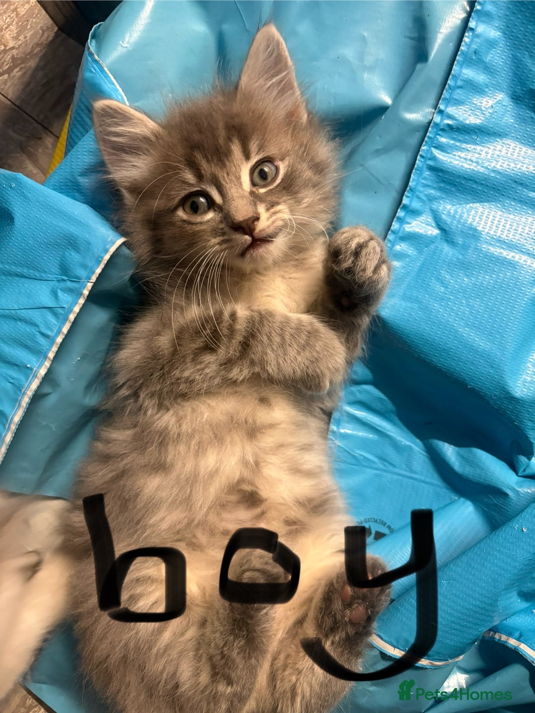 Mixed Breed cats for sale: Kittens  - Image 7