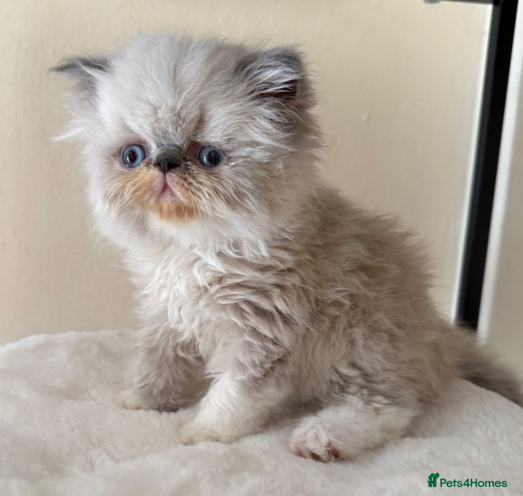 Persian cats GCCF registered Persian kittens 💙 - Advert 4