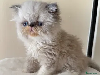 Persian cats GCCF registered Persian kittens 💙 - Advert 4