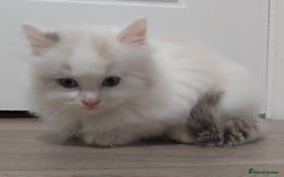 Ragdoll cats for sale: RAGDOLLS BICOLOUR BOY GIRLS BLUE EYES READY NOW  - Advert 11