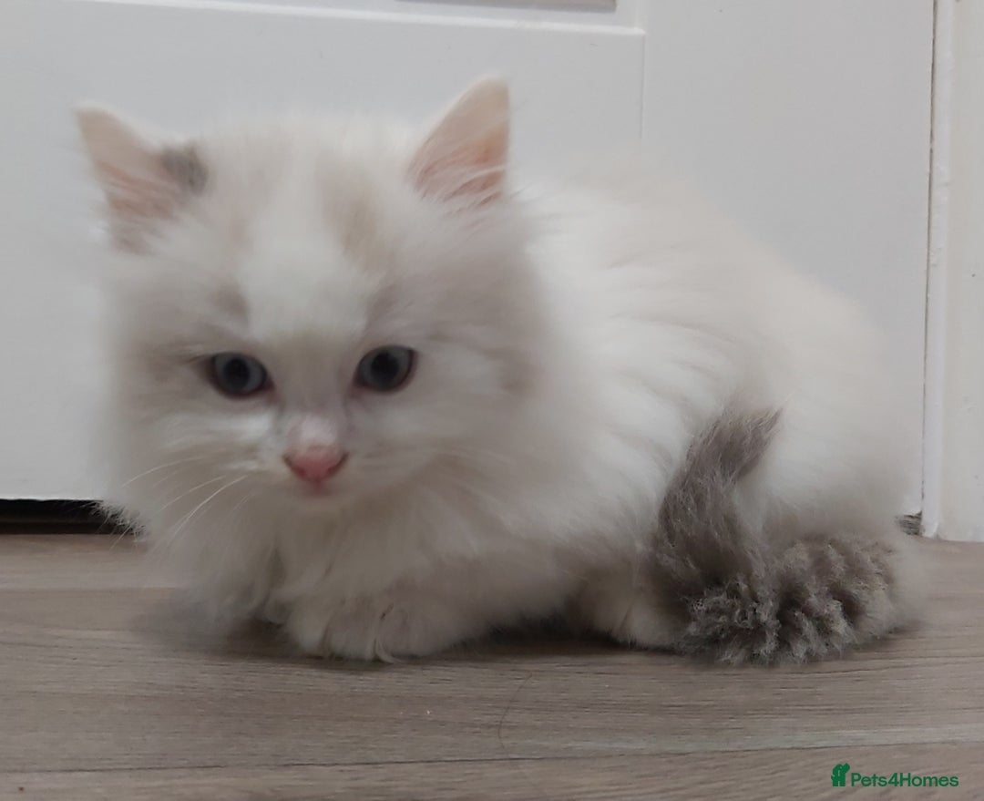Ragdoll cats for sale: RAGDOLLS BICOLOUR BOY GIRLS BLUE EYES READY NOW  - Advert 11