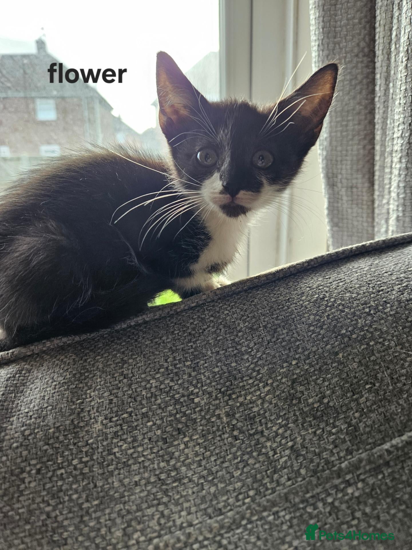 Mixed Breed cats for sale: Beautiful kittens looking for there forever homes - Advert 10