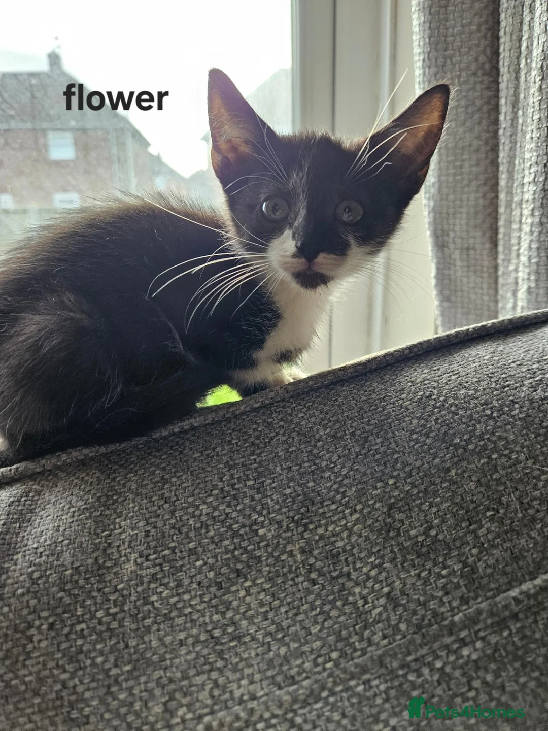 Mixed Breed cats for sale: Beautiful kittens looking for there forever homes - Advert 1