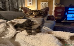 Mixed Breed cats for sale: 5 beautiful kittens for sale - Image 9
