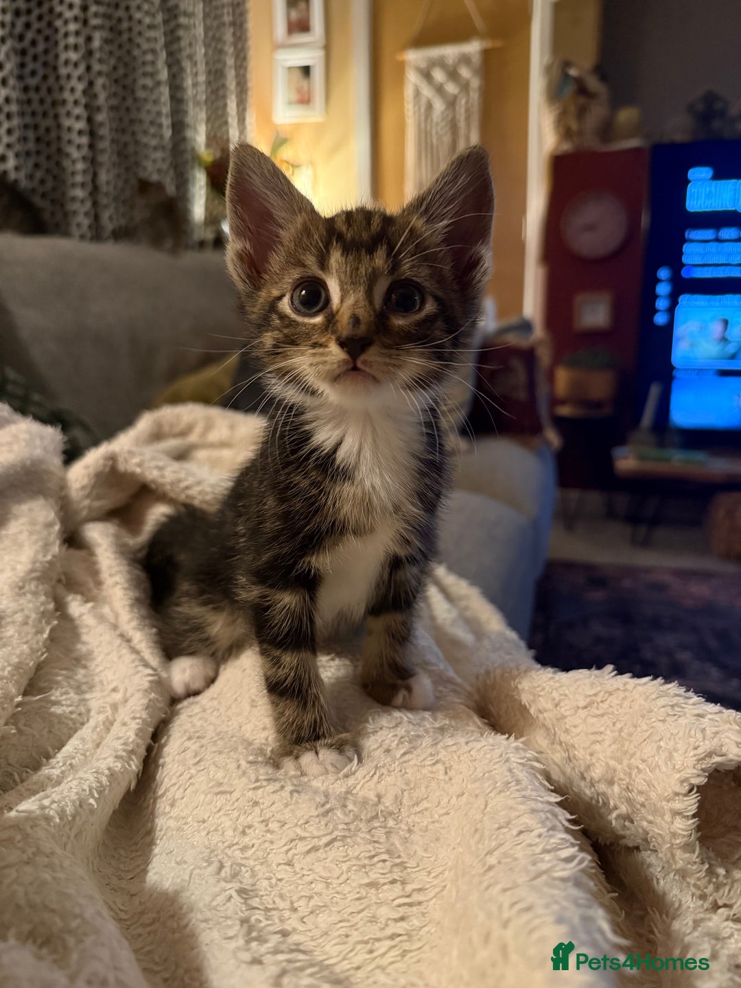 Mixed Breed cats for sale: 5 beautiful kittens for sale - Image 9