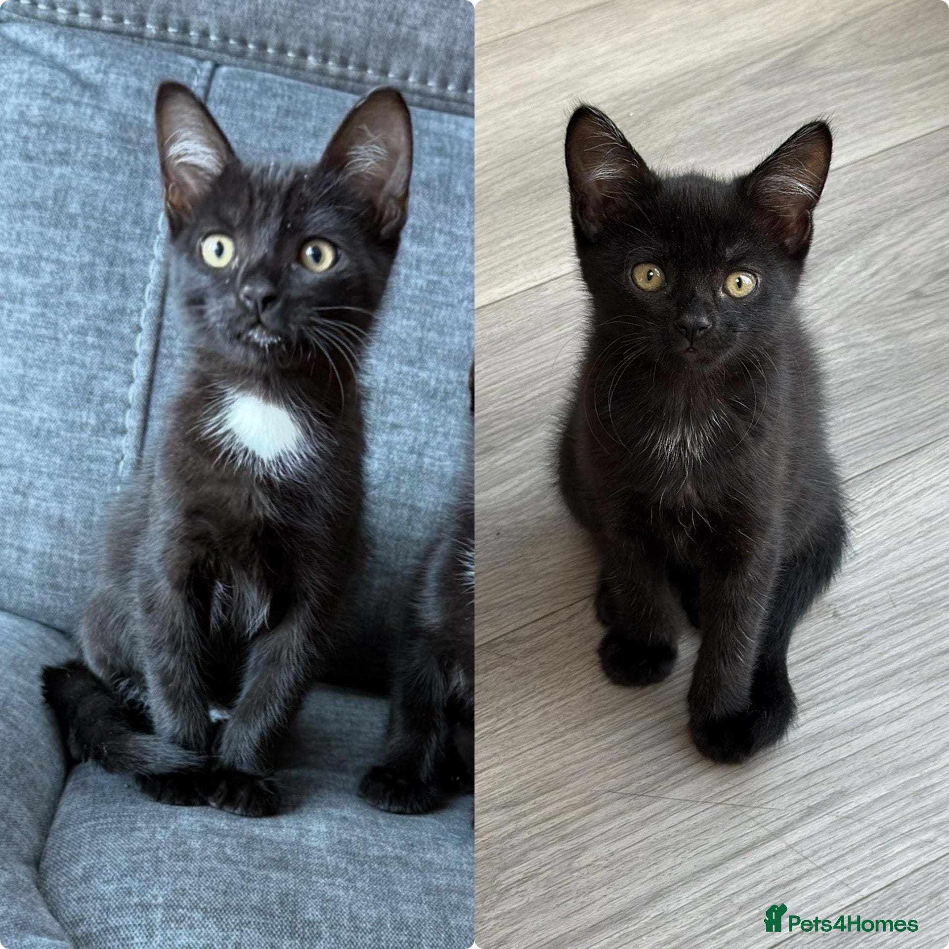 Mixed Breed cats Male & Female kittens needing a home - Advert 2