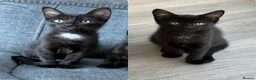 Mixed Breed cats for sale: Male & Female kittens needing a home in Chichester - Advert 1