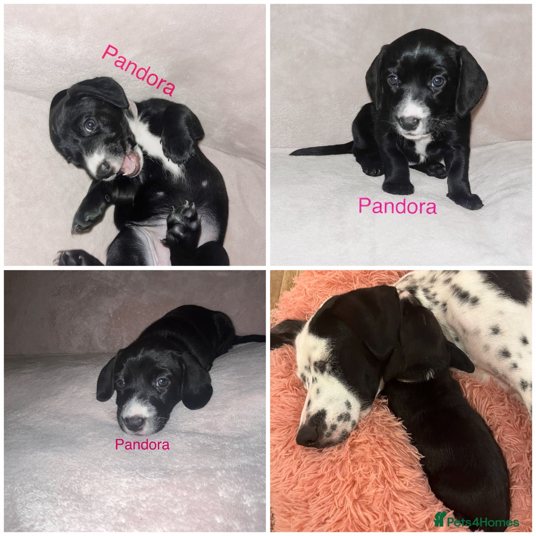 Mixed Breed dogs for sale: Dalmatian x dachshund  - Advert 15