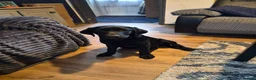 Labrador Retriever dogs for sale: Labador retriever kc girl - Advert 3