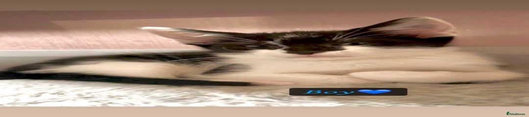 Domestic Shorthair Kitten 1