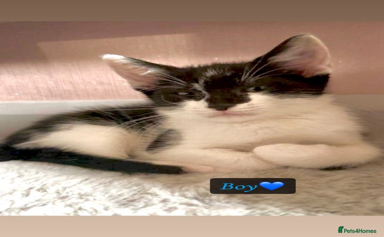 Domestic Shorthair cats - Advert 3