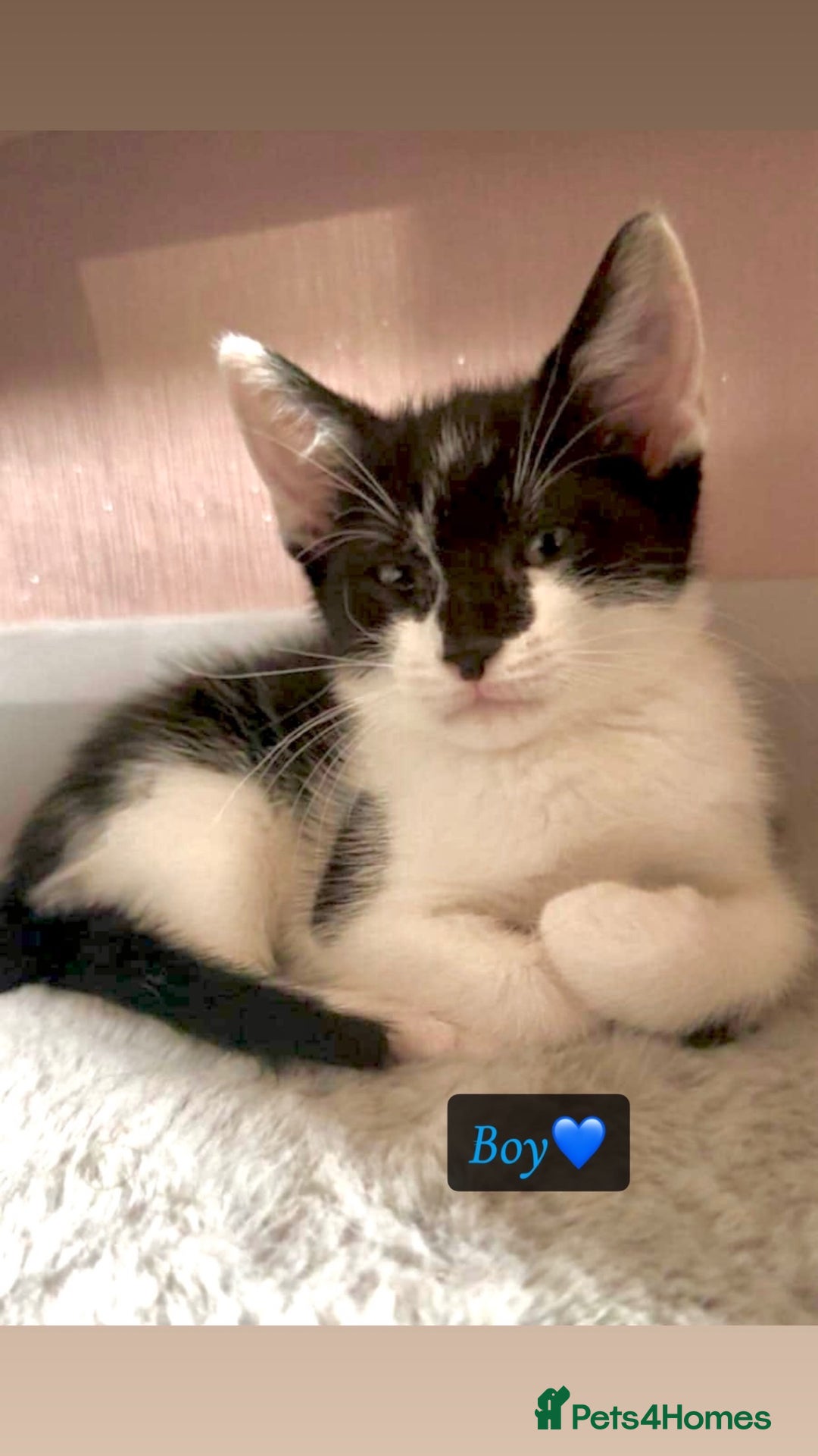 Domestic Shorthair cats for sale: Domestic short haired kittens for sale  - Image 1