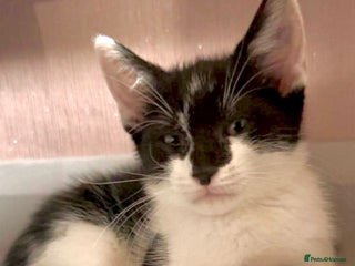 Domestic Shorthair cats - Advert 21