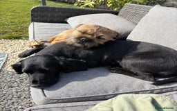 Border Terrier dogs for stud: Border Terrier for stud in Rotherham - Image 3