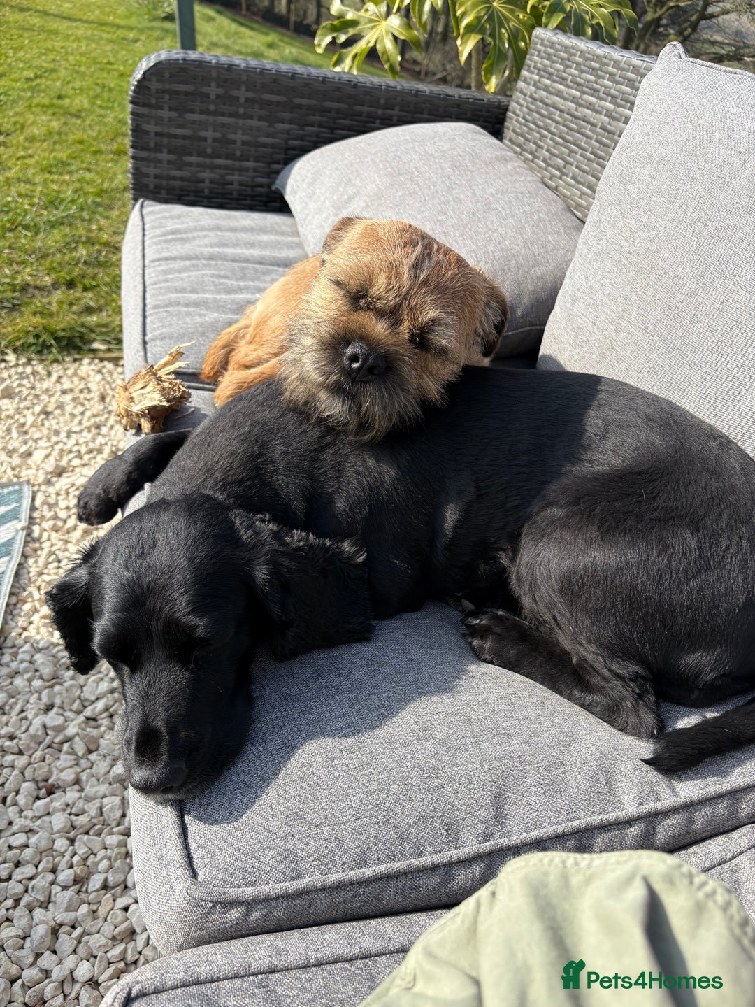 Border Terrier dogs for stud: Border Terrier for stud in Rotherham - Image 3