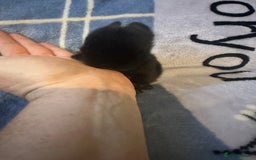 Mini Lion Lop rabbits for sale: Gorgeous lion lop babies  - Image 7