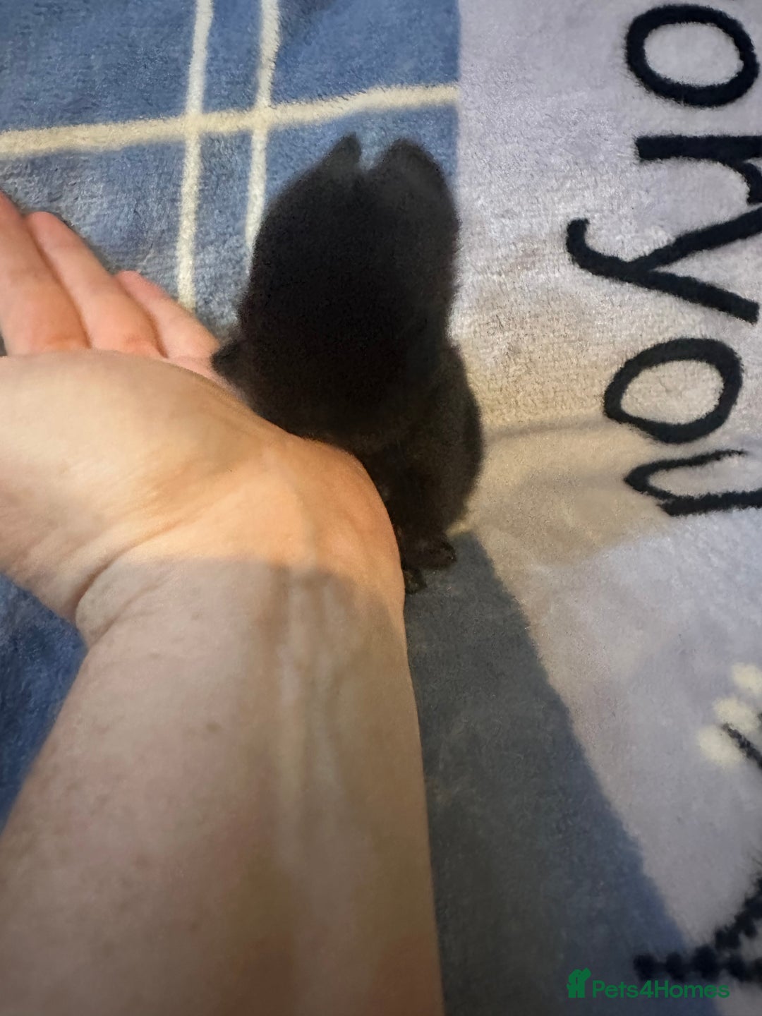 Mini Lion Lop rabbits for sale: Gorgeous lion lop babies  - Image 7