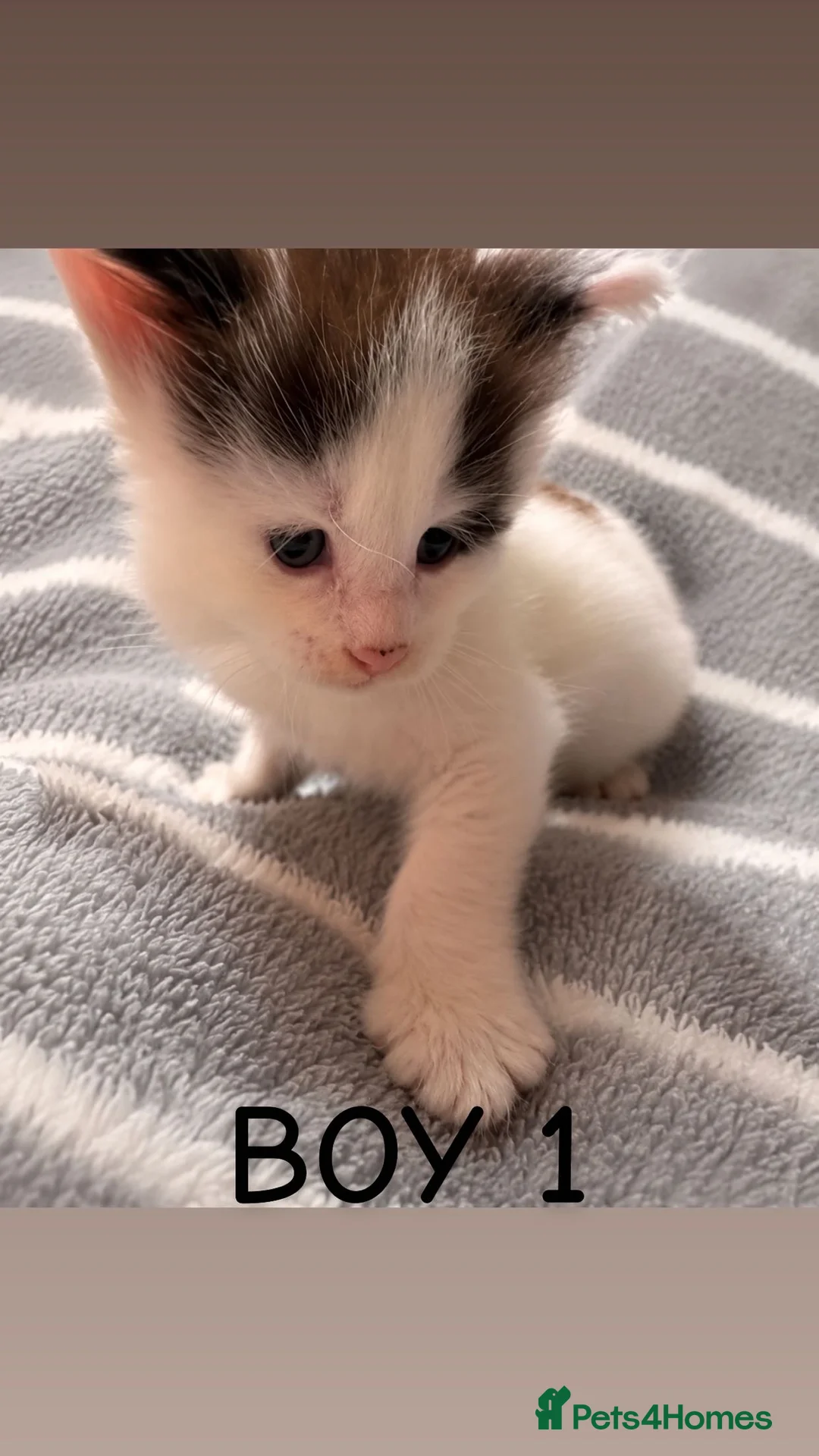 Maine Coon cats for sale: Stunning Maine coon kittens  - Advert 7