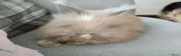 Angora rabbits for sale: English Angora Full Faced - Advert 8
