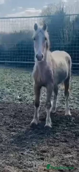 Welsh Section D horses Welsh sec d colt  - Advert 2