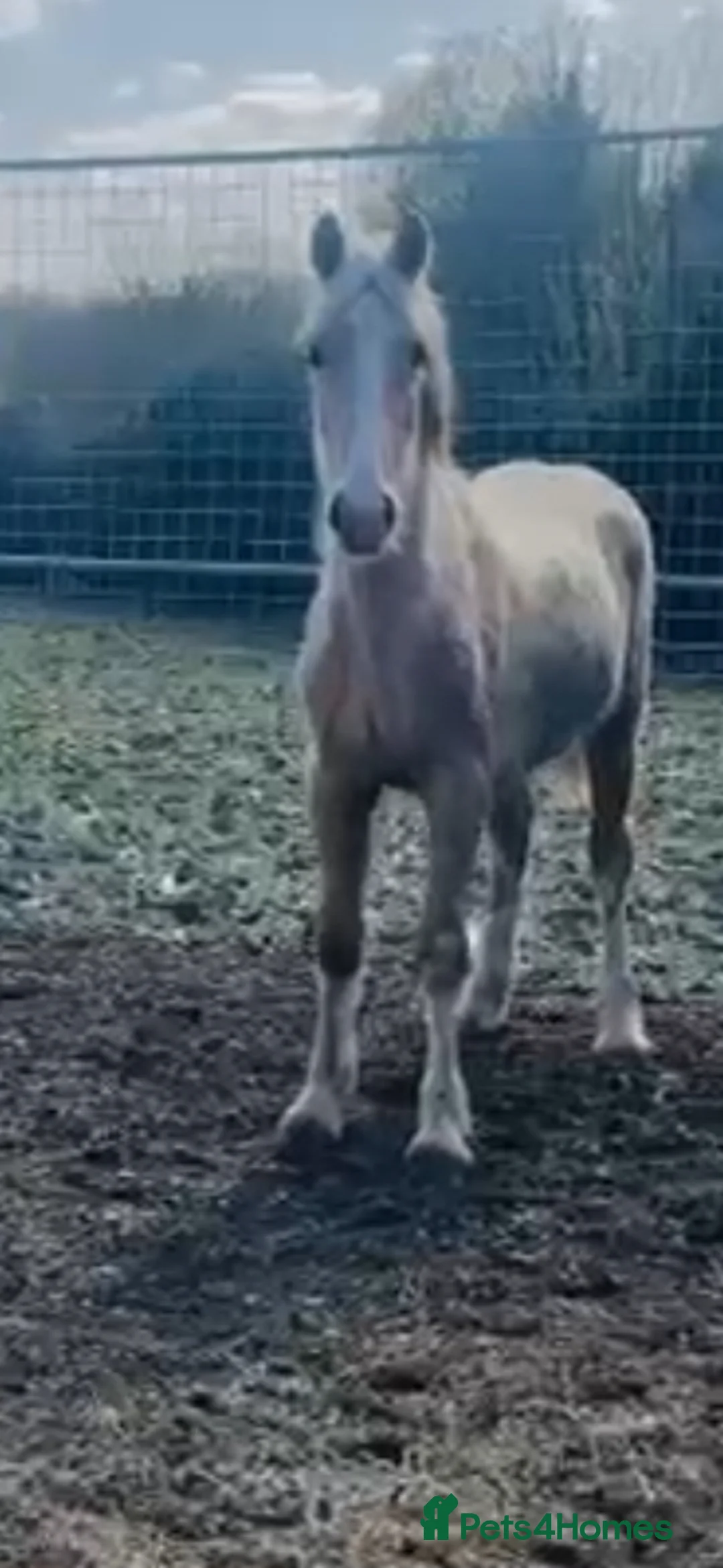 Welsh Section D horses for sale: Welsh sec d colt  in Horley - Advert 2