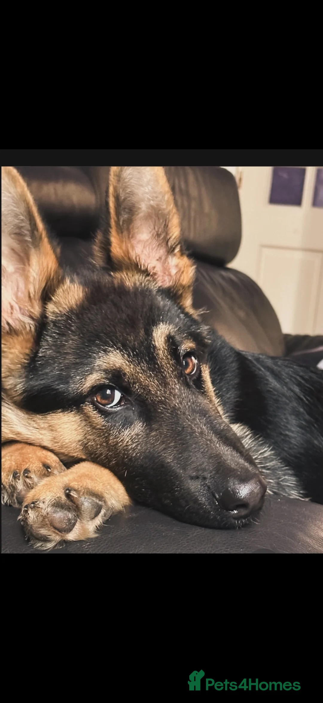 Shepsky dogs for sale: Stunning multi-eye coloured puppies - Advert 1