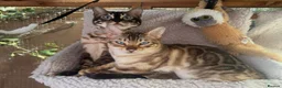 Bengal cats for sale: Snow mink Bengal stunning nirvana aka chicken  - Advert 6