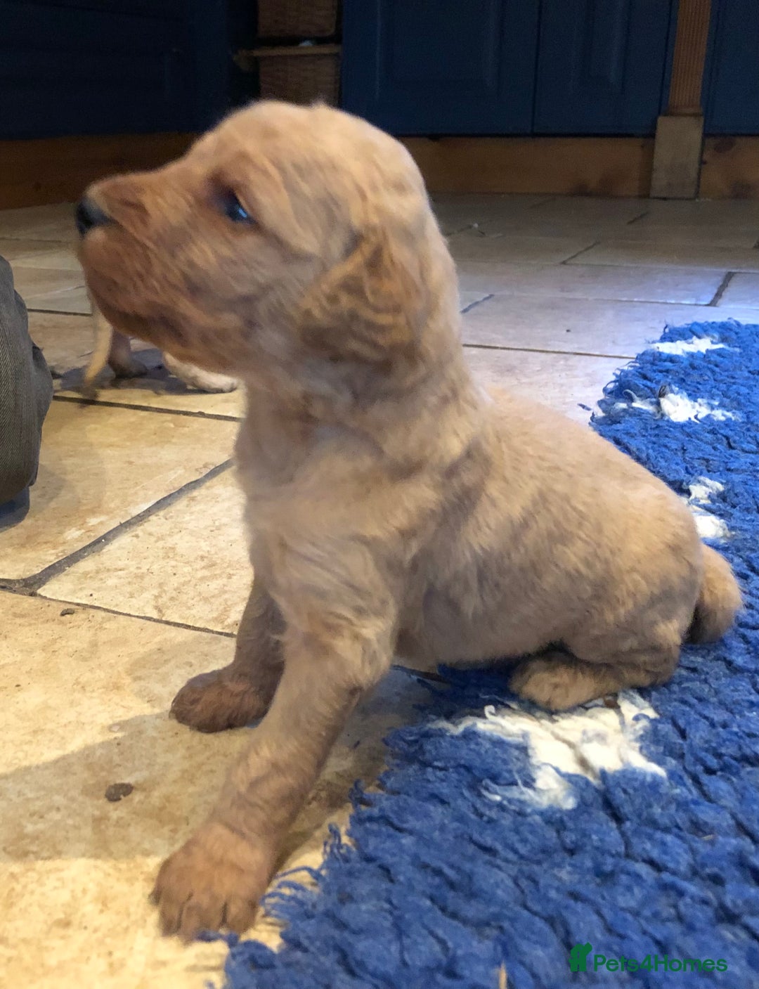 Labradoodle dogs for sale: READY NOW TOP QUALITY Standard F1 Labradoodles - Advert 13