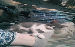 American Shorthair cats for sale: 2 beautiful american shorthair kittens  - Image 1