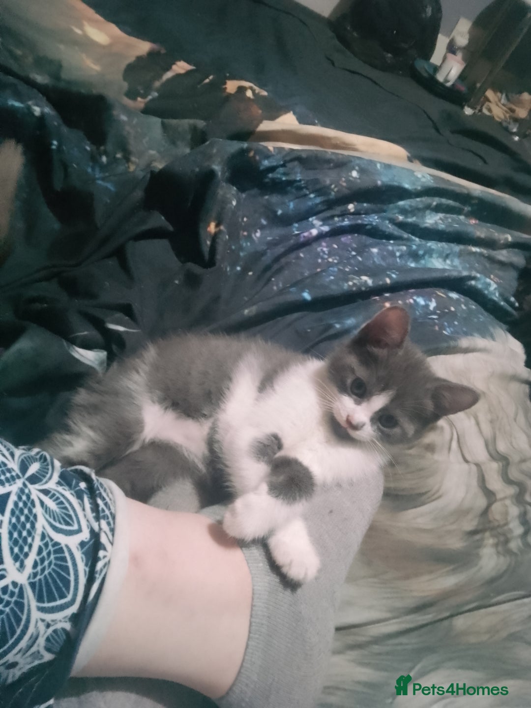 American Shorthair cats for sale: 2 beautiful american shorthair kittens  - Image 1