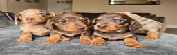 Dachshund dogs for sale: KC registered miniture dachund puppies - Advert 6