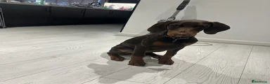 Dobermann Puppy 1