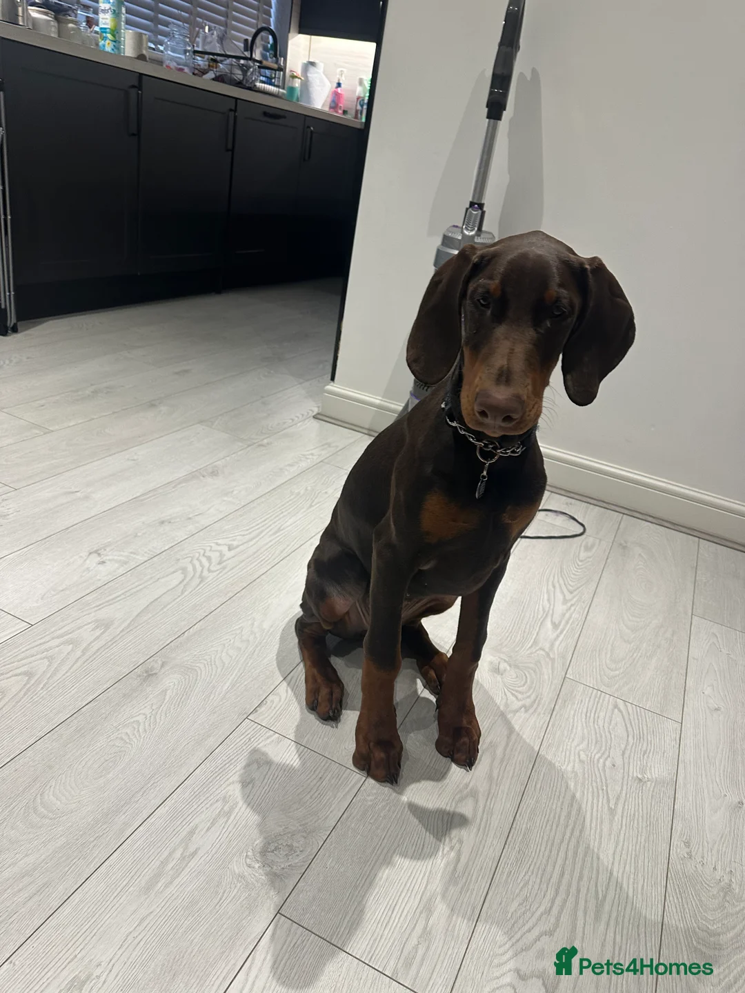 Dobermann dogs for sale: KC Doberman Female (7 months old) - Advert 2