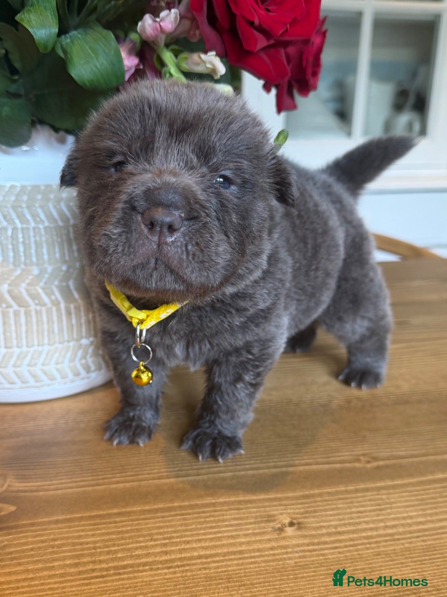 Shar Pei dogs Bear coated puppy for sale. - Advert 1