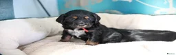 Cocker Spaniel dogs for sale: One female puppy left  - Advert 25