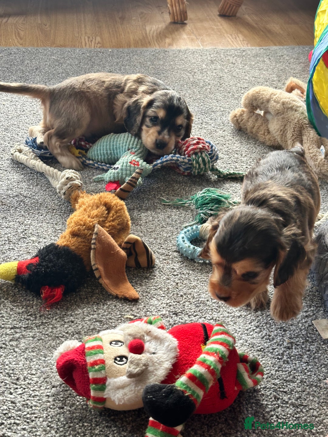 Cocker Spaniel dogs for sale: Handsome boys - Image 8