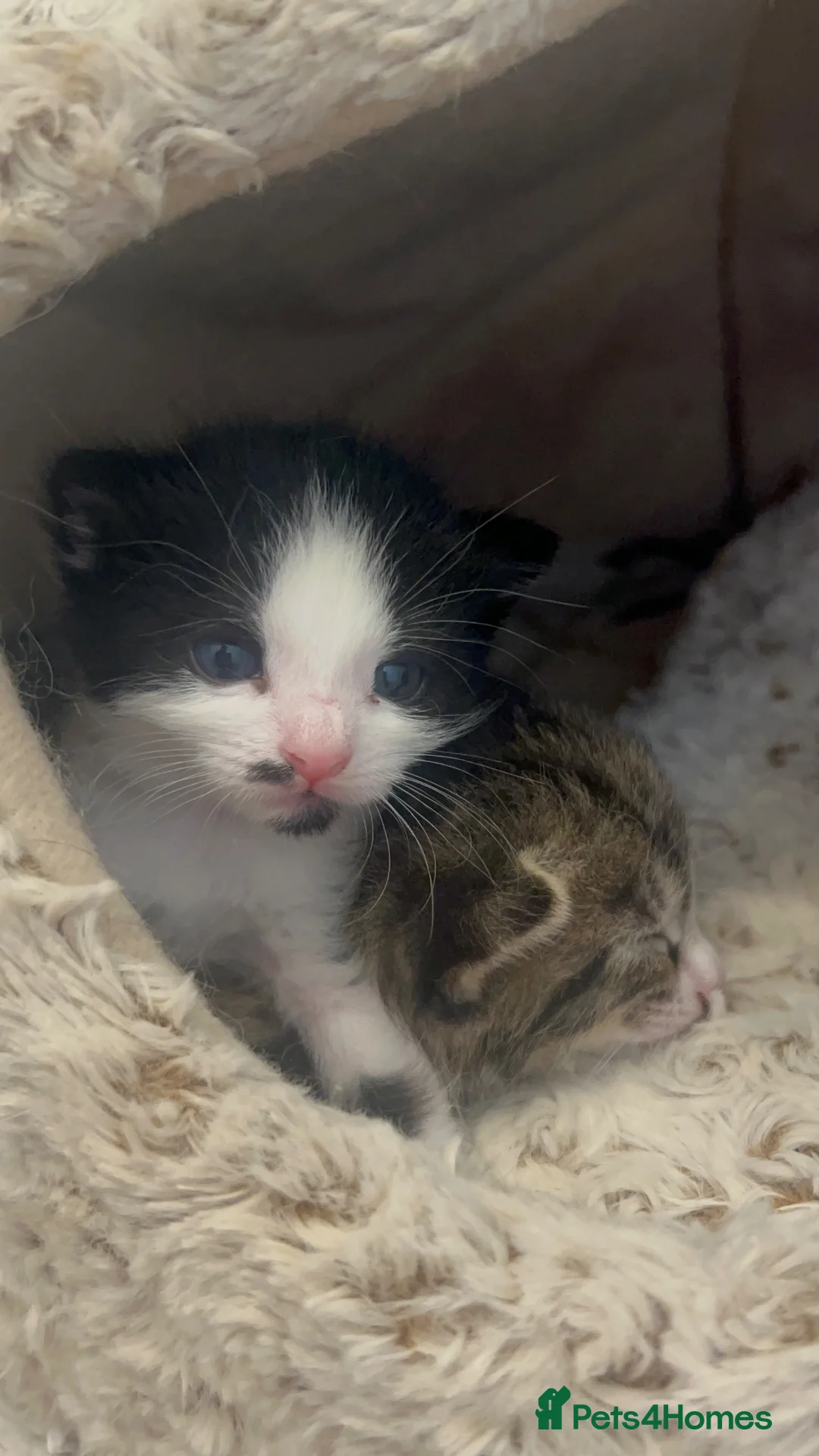 Mixed Breed cats for sale: Gorgeous tabby/black and white kittens  in Anstruther - Advert 12