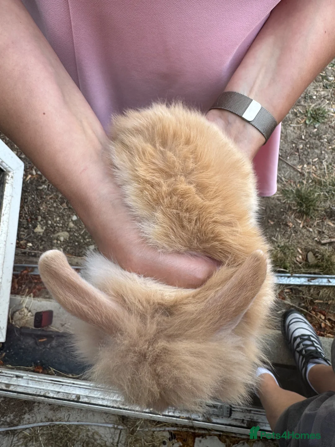 Lionhead rabbits for sale: Lop lionheads- ready now - Advert 2