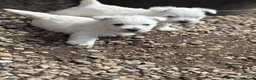 West Highland Terrier dogs for sale: WEST HIGHLAND TERRIER PUPPIES - Advert 7