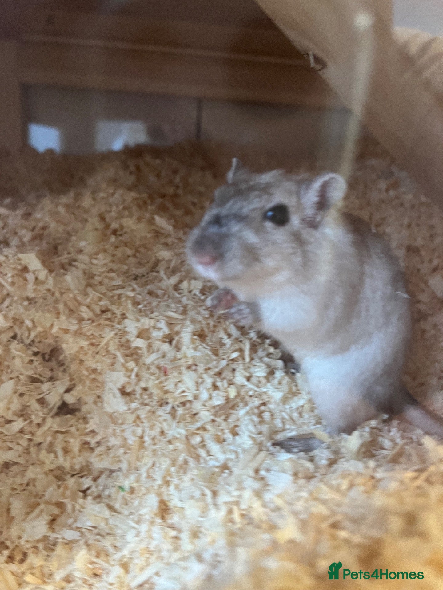 Gerbil rodents Female gerbil  - Advert 1