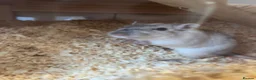 Gerbil rodents for sale: Female gerbil  - Advert 1