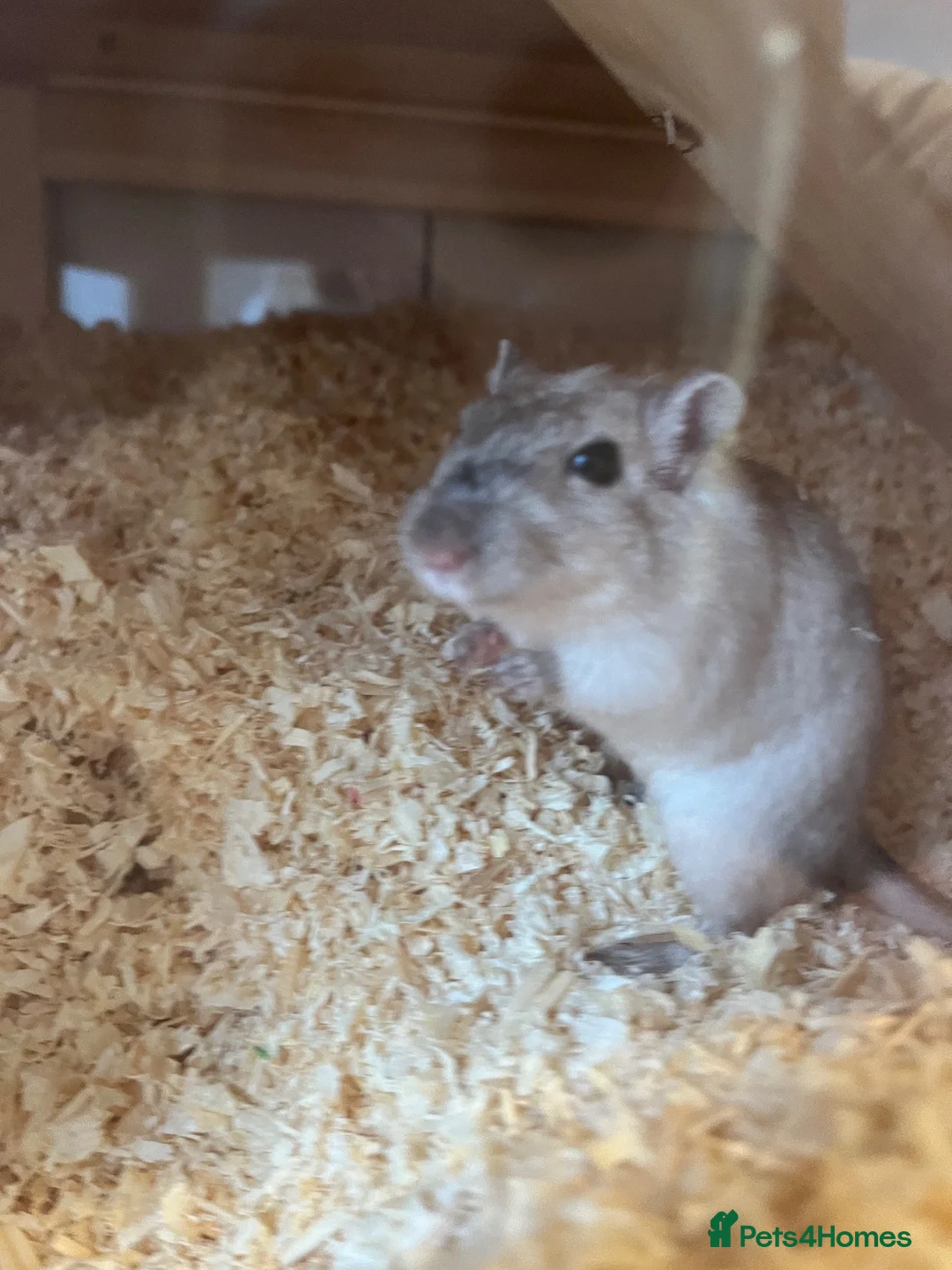 Gerbil rodents for sale: Female gerbil  - Advert 1