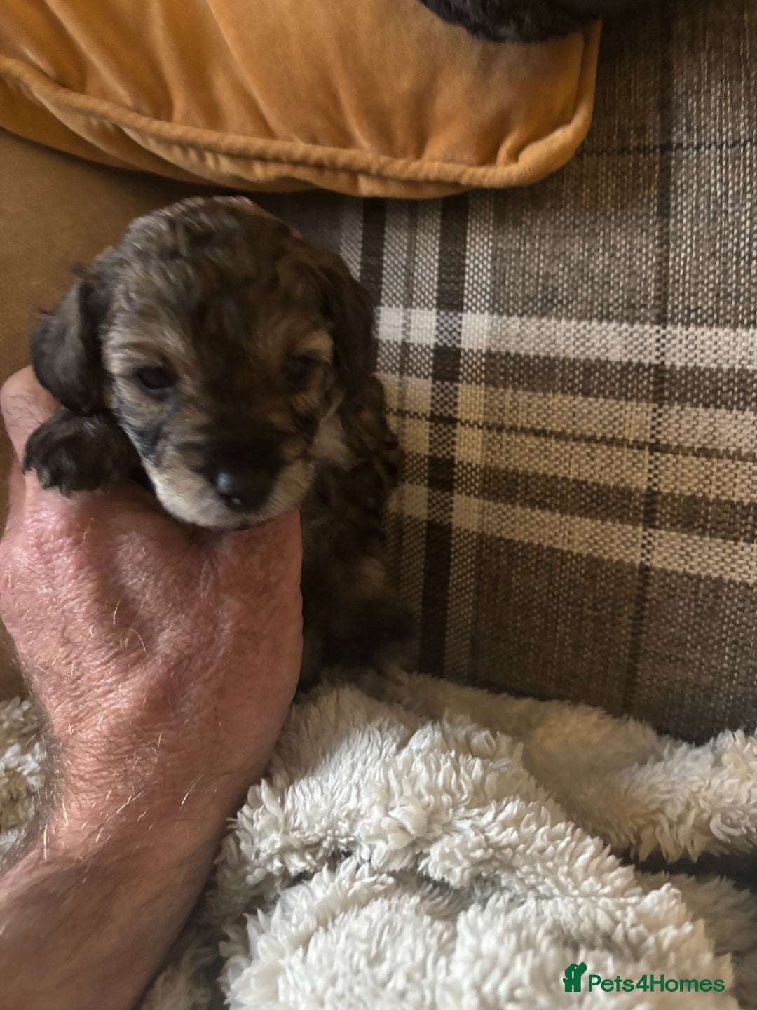 Poochon dogs for sale: Poochon F2Bs - Advert 16