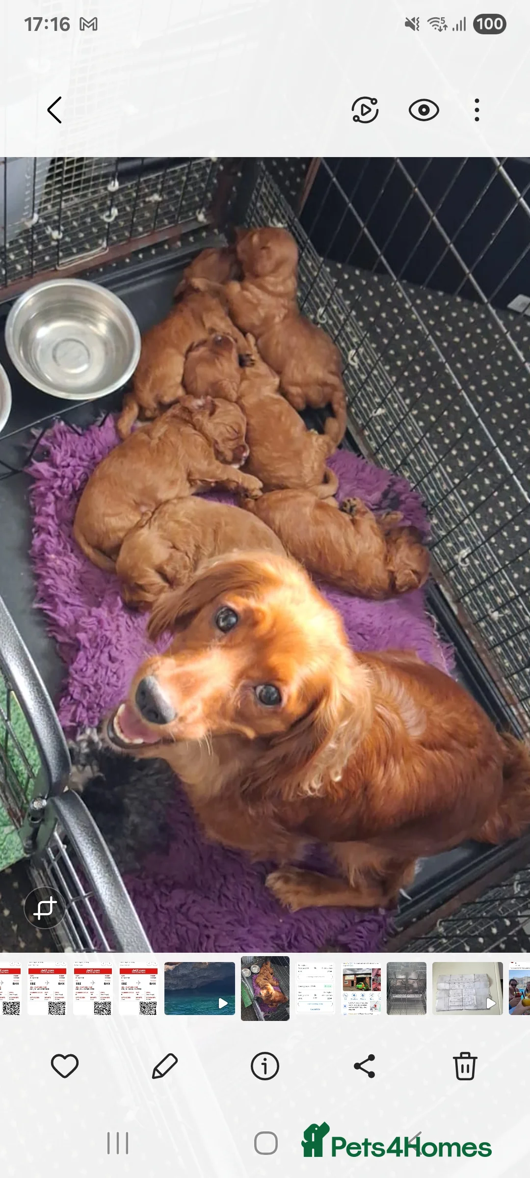 Cockapoo dogs for sale: READY NOW Stunning red f1 cockapoo  - Advert 5