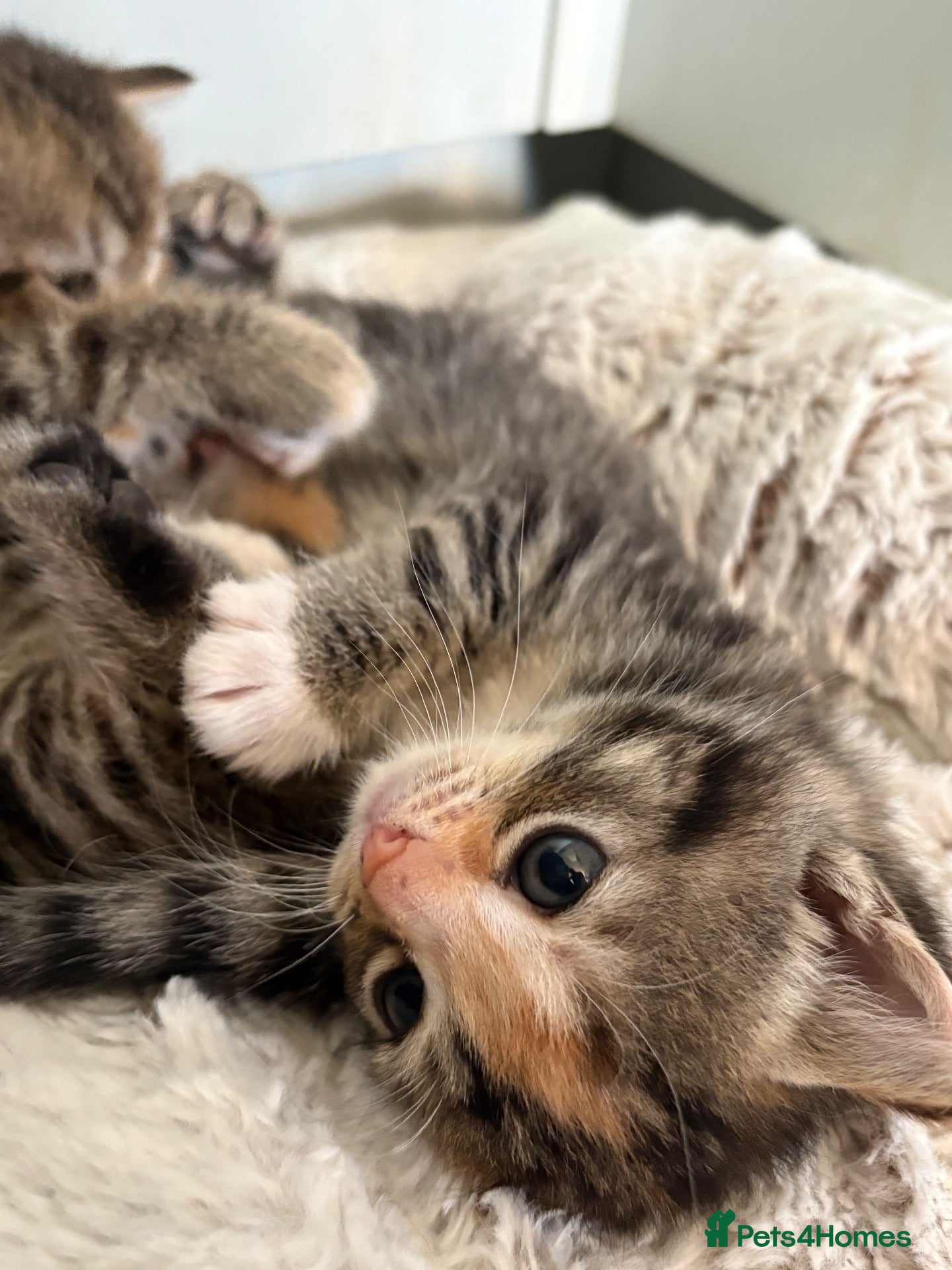 Mixed Breed cats Last Two Beautiful Girls - Advert 2