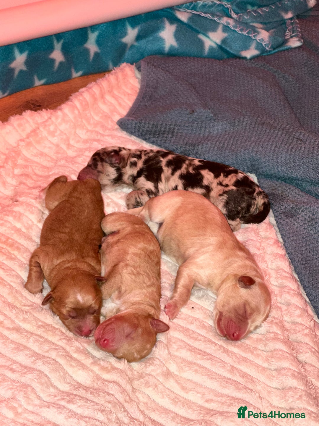 Cavapoo dogs for sale: F1B Cavapoo Puppies - Advert 12