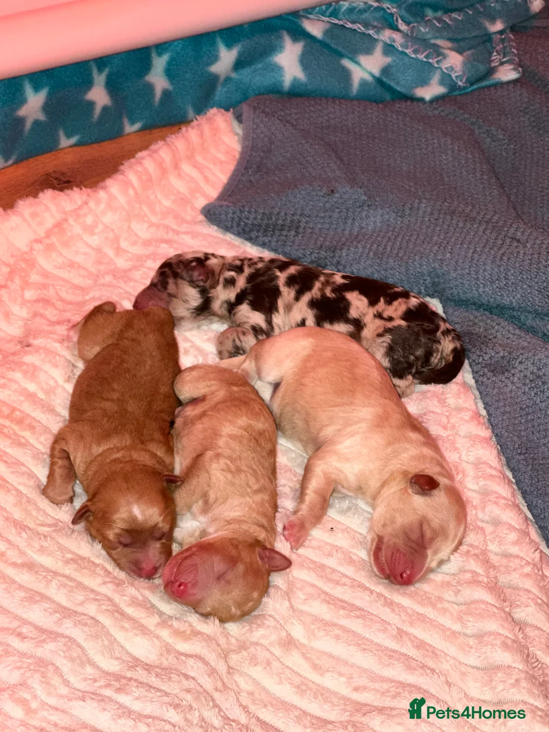 Cavapoo dogs for sale: 💥ONE BOY LEFT💥 F1B Cavapoo Puppies - Advert 9