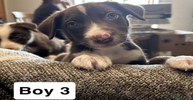 Border Collie dogs - Advert 1