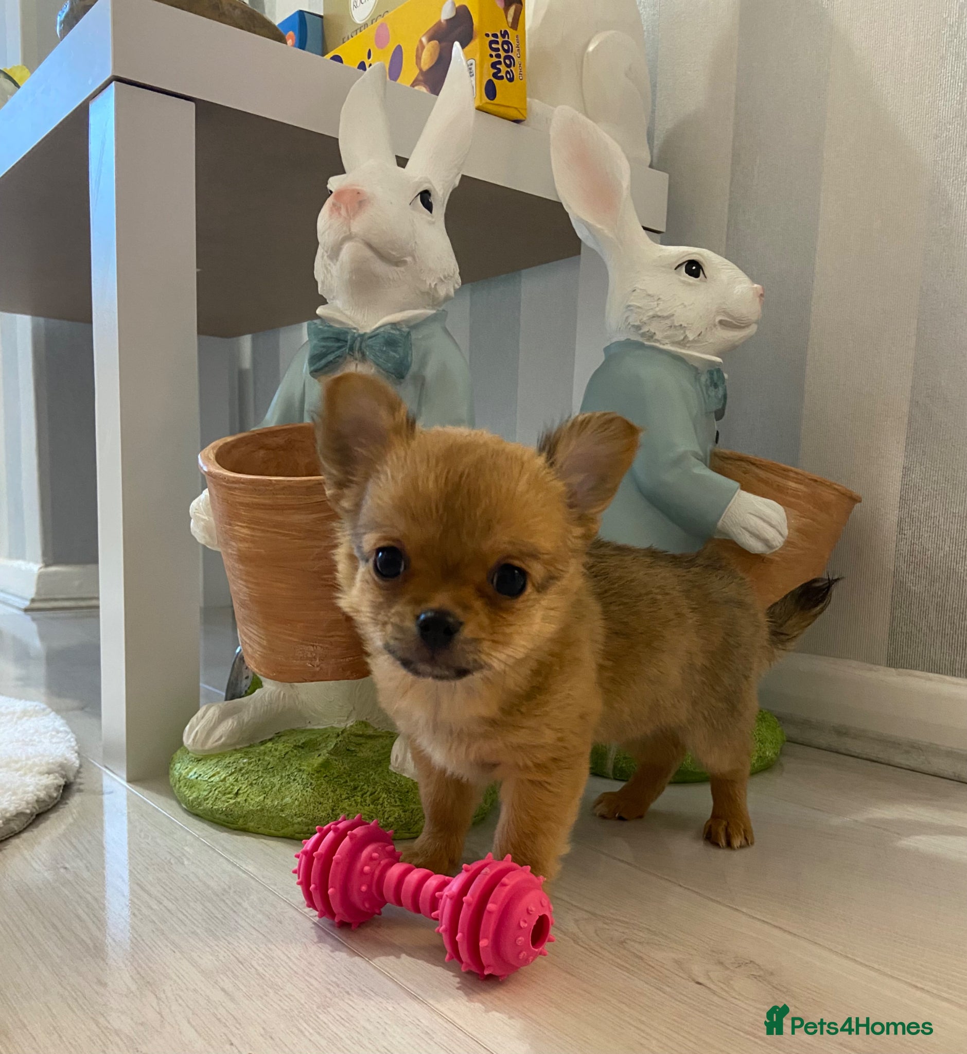 Chihuahua dogs Chihuahua puppies for sale - Advert 1